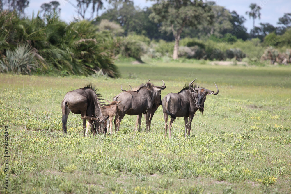 Wildebeest Wild Antelope Gnu in African Botswana savannah Wildebeest Wild Antelope Gnu in African Botswana savannah