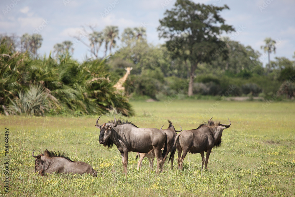 Wildebeest Wild Antelope Gnu in African Botswana savannah