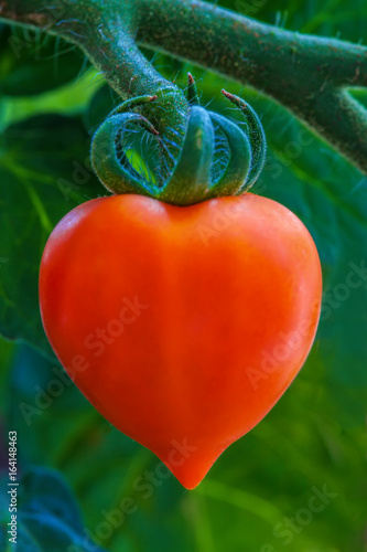 Tomate in Herzform an einer Rispe, Nahaufnahme