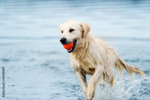 A dog runs along the beach in a spray of water, a golden retriever