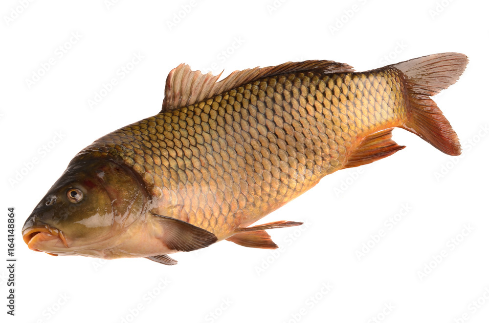 Fototapeta premium carp on a white background