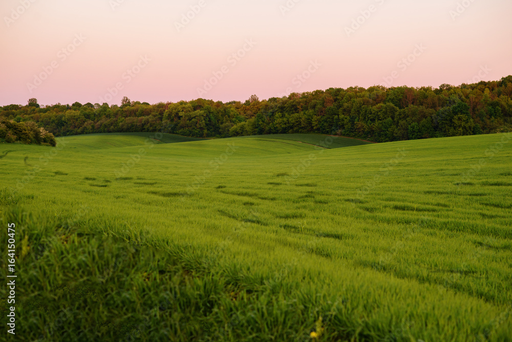 Fototapeta premium A green field, and a small forest under a blue sky