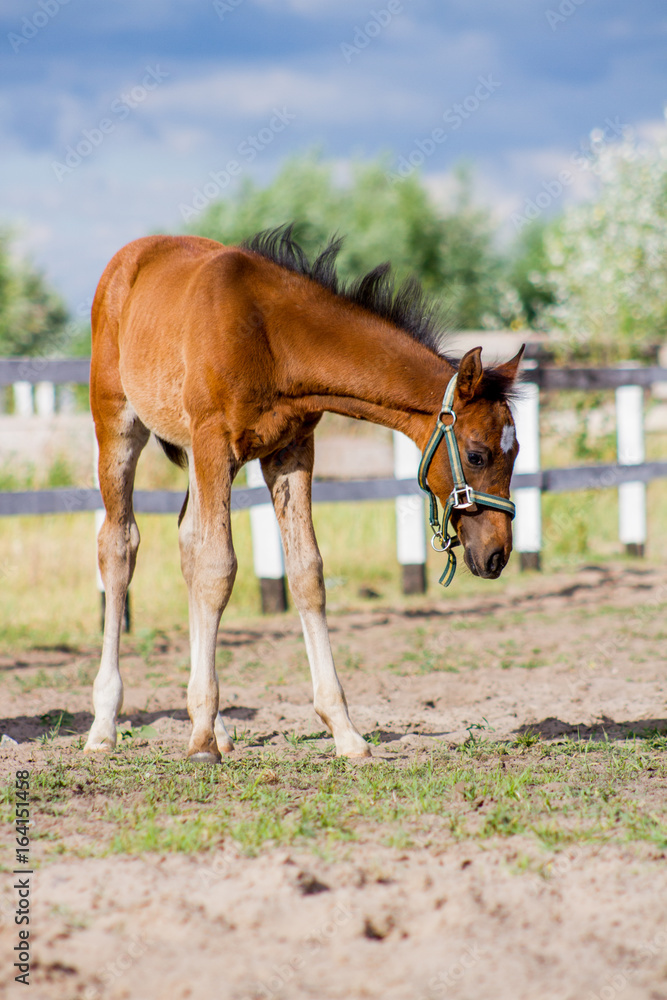Fototapeta premium Horse