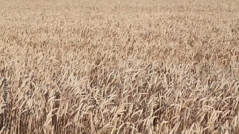 Rolling Kansas wheat field. Field of tall wheat swaying rolling in the prairie winds. Rolling Kansas wheat field. Field of tall wheat swaying rolling in the prairie winds.