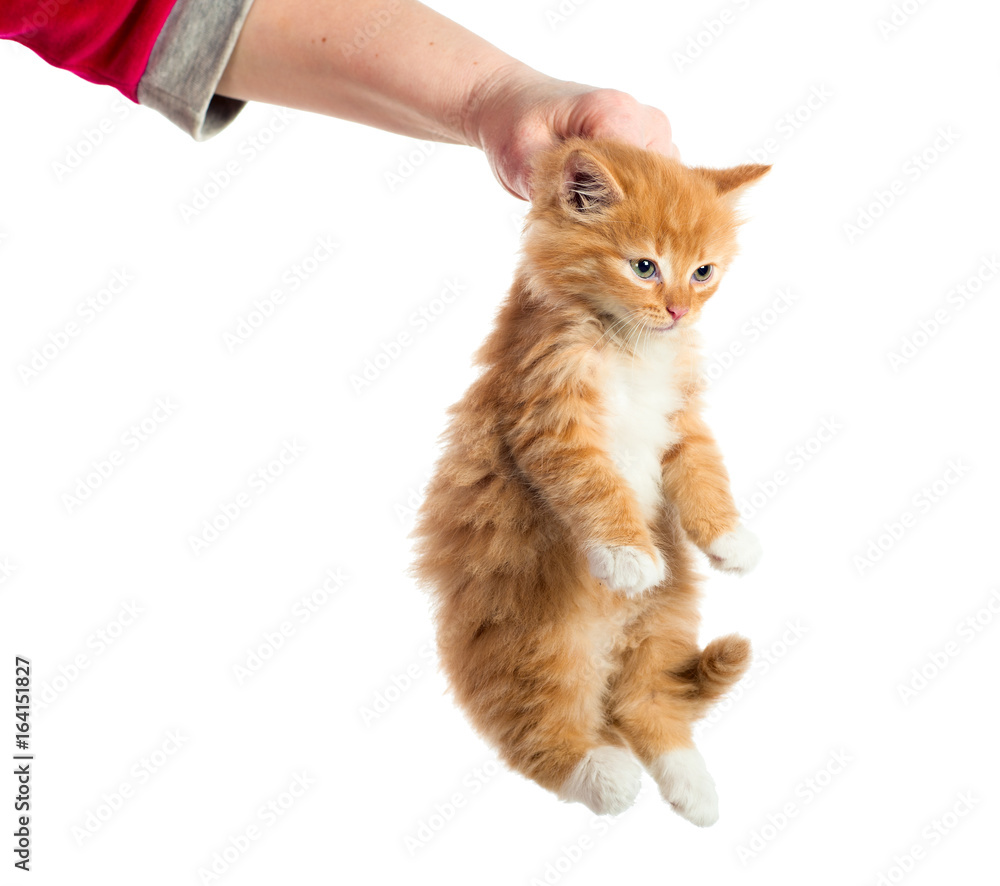 The hand held the kitten by the scruff of the neck. Isolated. foto de