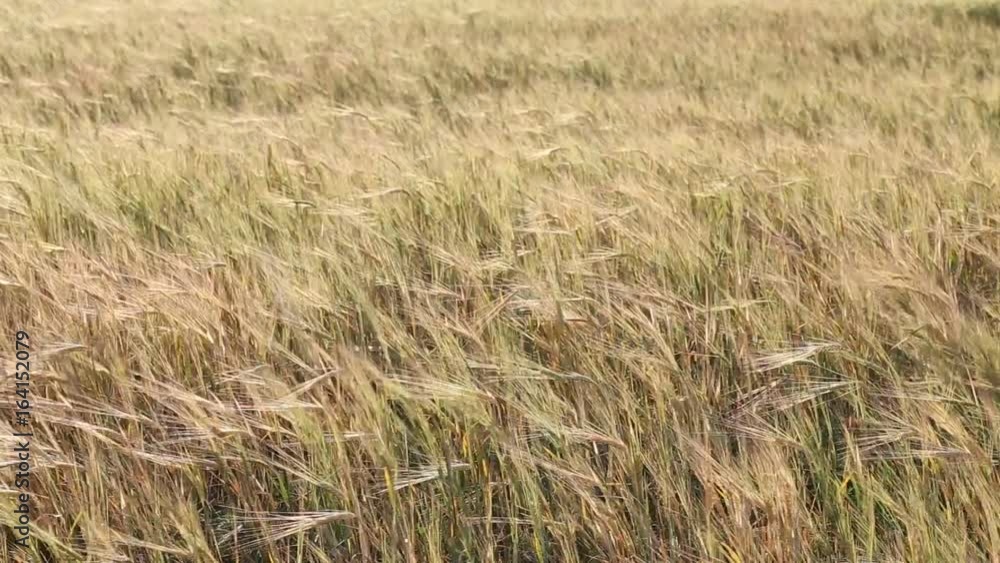Rolling Kansas wheat field. Field of tall wheat swaying rolling in the prairie winds.