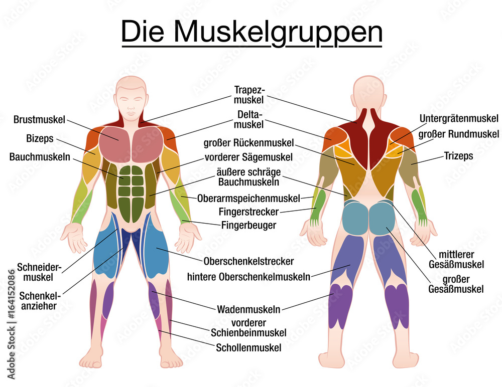 Muscle chart - GERMAN LABELING - most important muscles of the human body -  colored front and back view - isolated vector illustration on white  background. Stock-Vektorgrafik | Adobe Stock