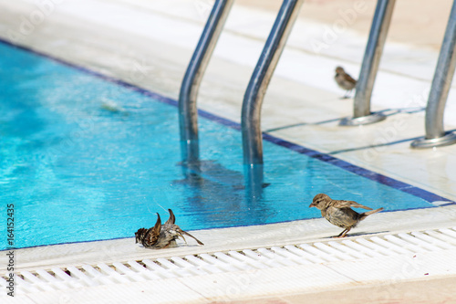 птица купается в бассейне