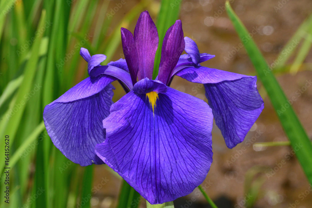ハナショウブ、江戸系古稀の色/群生の美しい江戸系花菖蒲の名花。伝統栽培種である …