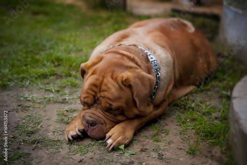 Dogue de Bordeaux lying in the summer