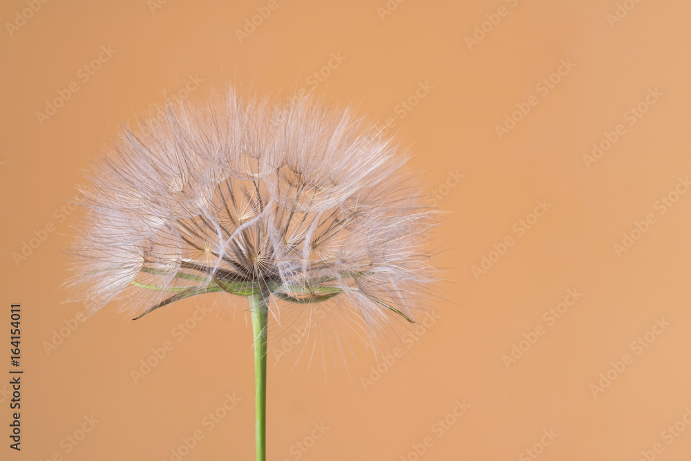 Tragopogon dubius, Dandelion, macro image