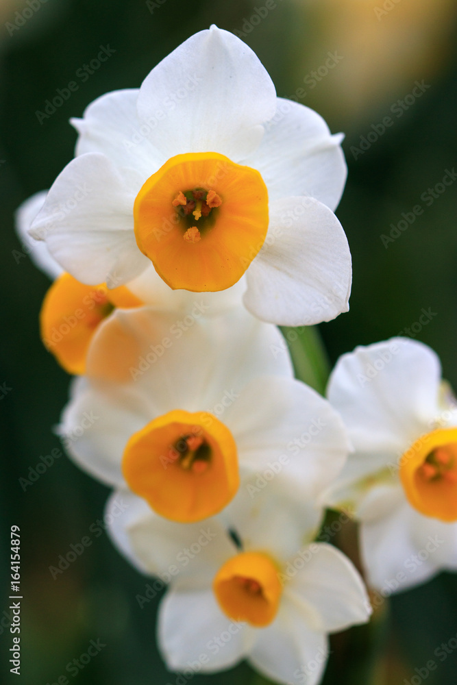 水仙の花 水仙の花