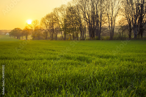 Sunset over wheat field in Germany photo