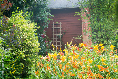daylily flowers in cottage garden