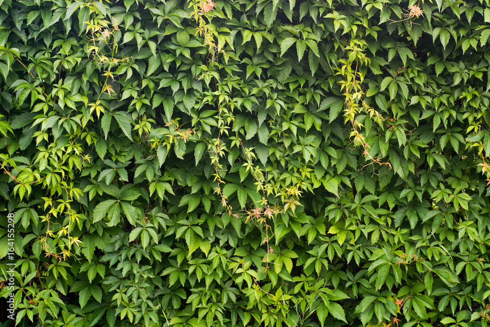 natural green wall background natural green wall background