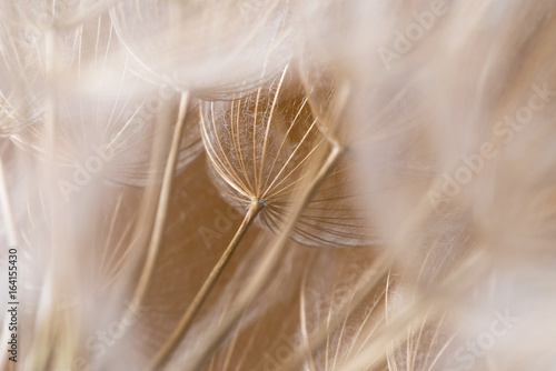 Tragopogon dubius  Dandelion  macro image