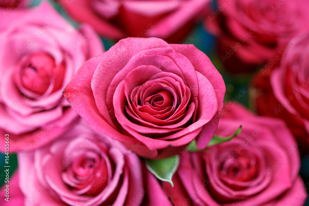 薔薇の花 薔薇の花