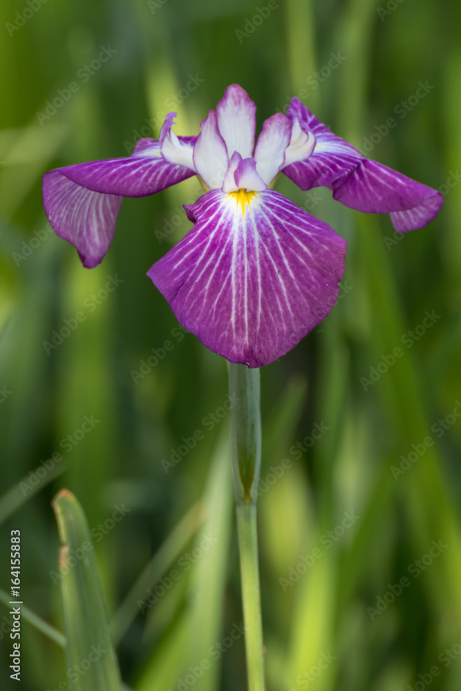 花菖蒲 花菖蒲