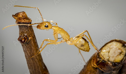 Minor-worker, Camponotus maculatus photo