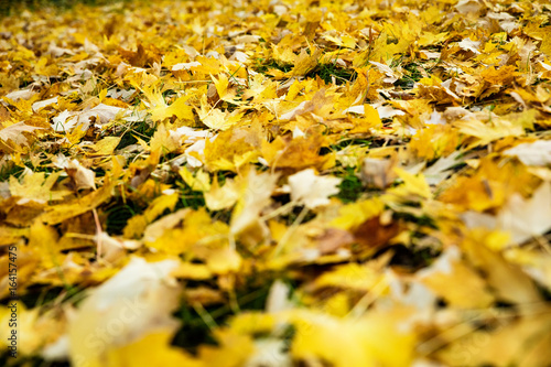 lots of yellow leaves at the ground