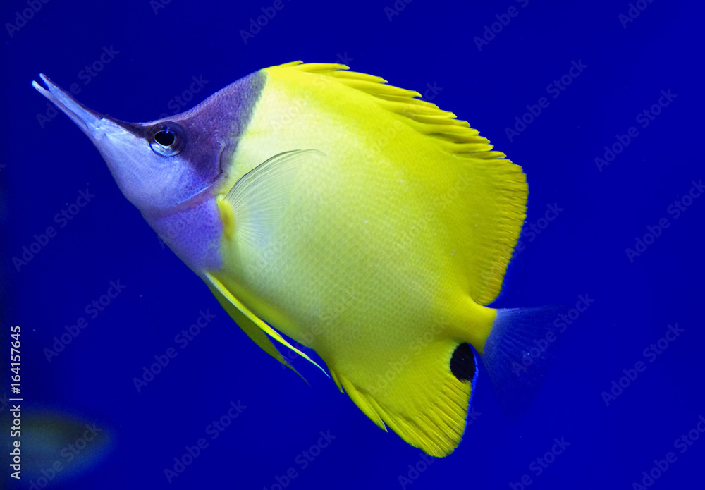 Naklejka premium Forcipiger longirostris