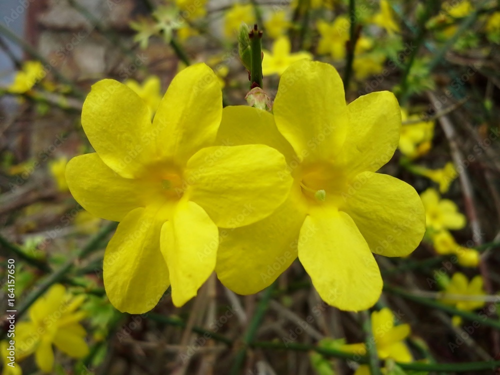 Yellow Winter Jasmine Flowers Yellow Winter Jasmine Flowers