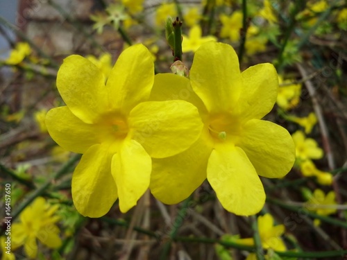 Yellow Winter Jasmine Flowers © EMFA16