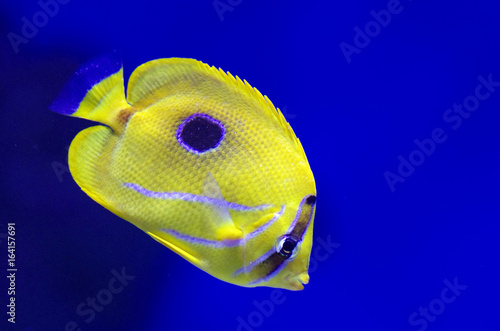Chaetodon plebeius, commonly known as the blueblotch butterflyfish