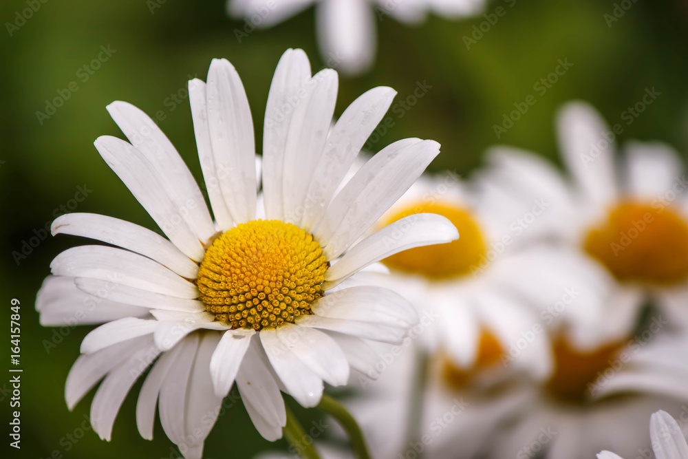 Fototapeta premium white Daisy garden on green background