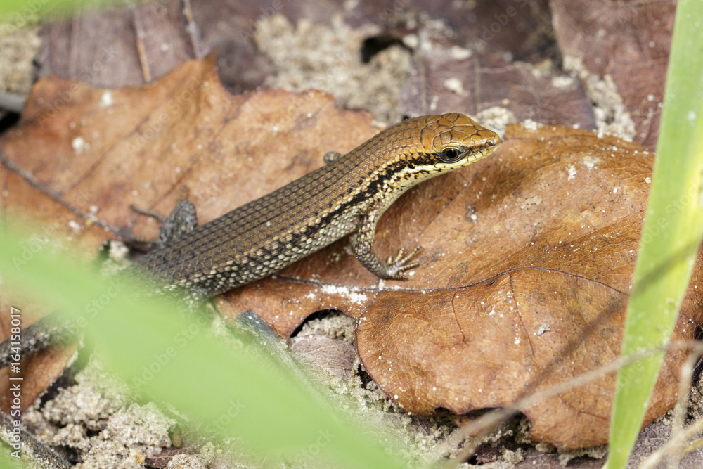 Image of a common garden skink (Scincidae) on dry leaves. Reptile Animal Image of a common garden skink (Scincidae) on dry leaves. Reptile Animal