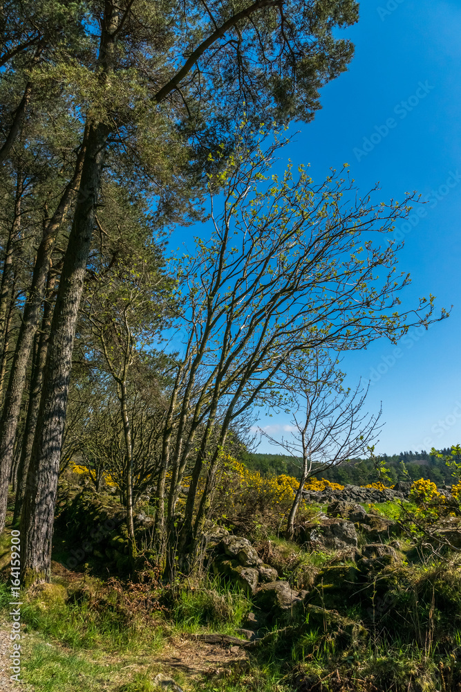 Rowan tree spring.