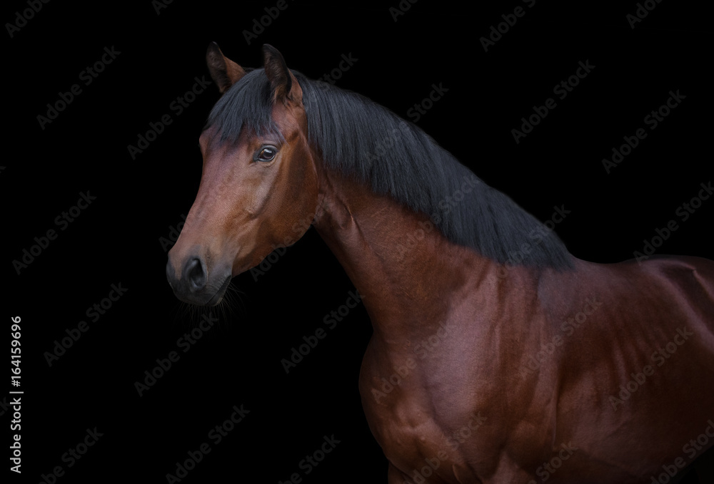 Bay horse on black background isolated