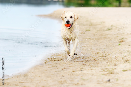 dog runs, spray of water