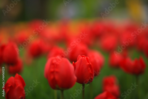 поле красных тюльпанов 