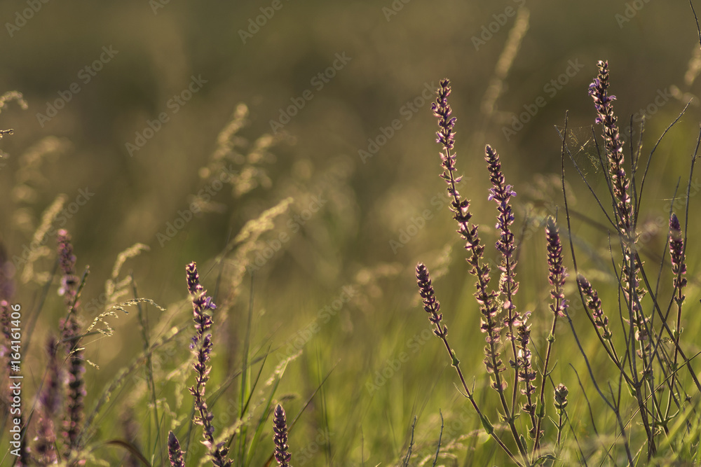 On the Sunny meadow sage flowers and plants On the Sunny meadow sage flowers and plants