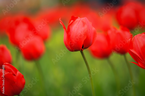 красные тюльпаны © polukarovaanna