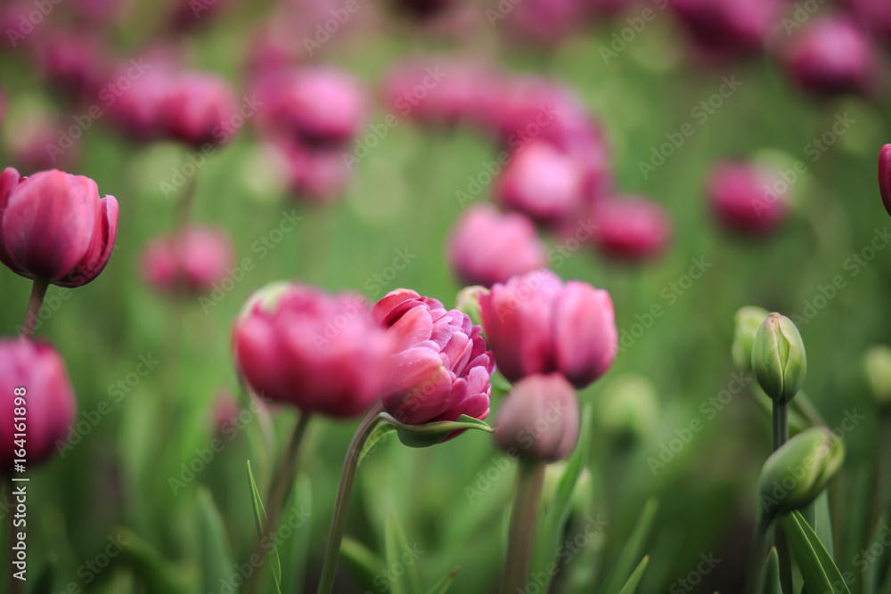 весенние цветы тюльпаны 