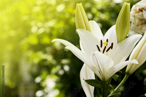 Beautiful lily in the garden