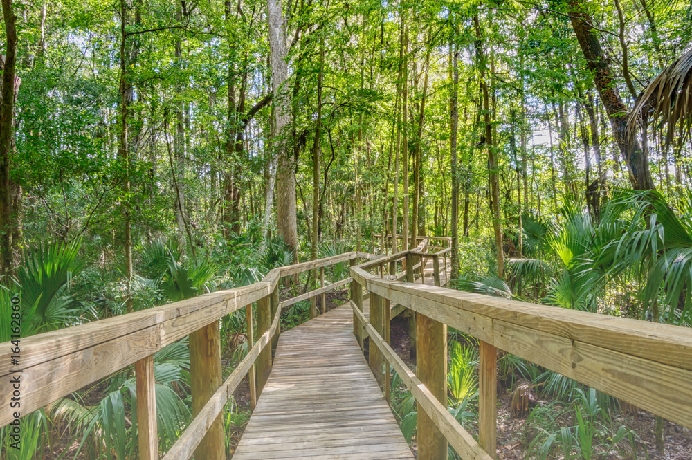 Fototapeta premium Boardwalk through the marsh