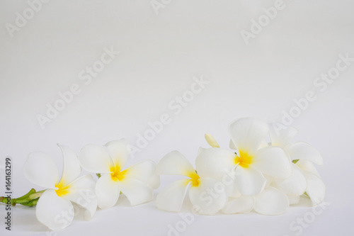 Frangipani flower/ Plumeria/ Temple Tree/ Graveyard Tree / on white background © waranyu