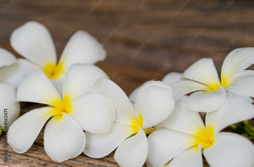 Frangipani flower/ Plumeria/ Temple Tree/ Graveyard Tree / wood background Frangipani flower/ Plumeria/ Temple Tree/ Graveyard Tree / wood background