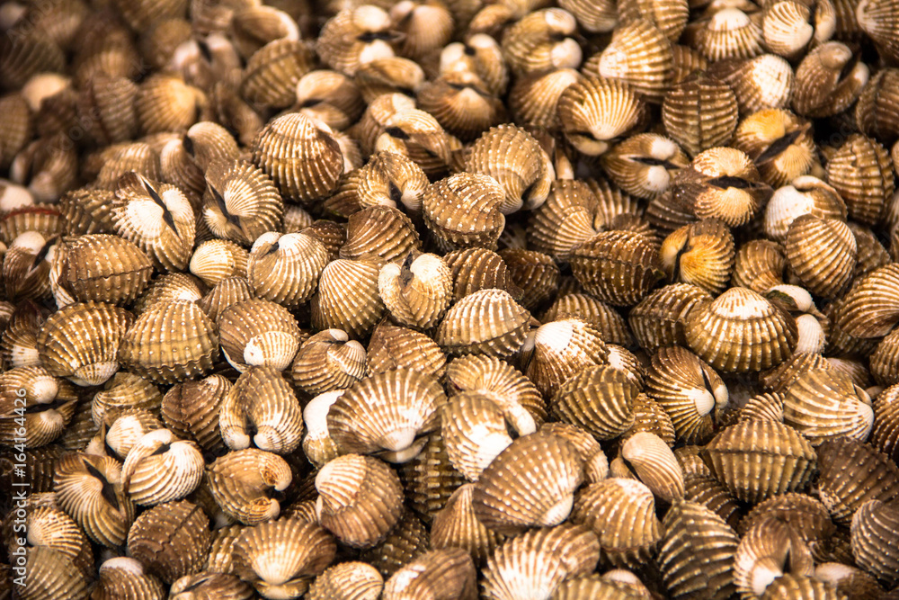 scallop scallop