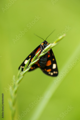 A beautiful, bright spotted butterfly sitting on a grass in summer evening. macro shot.