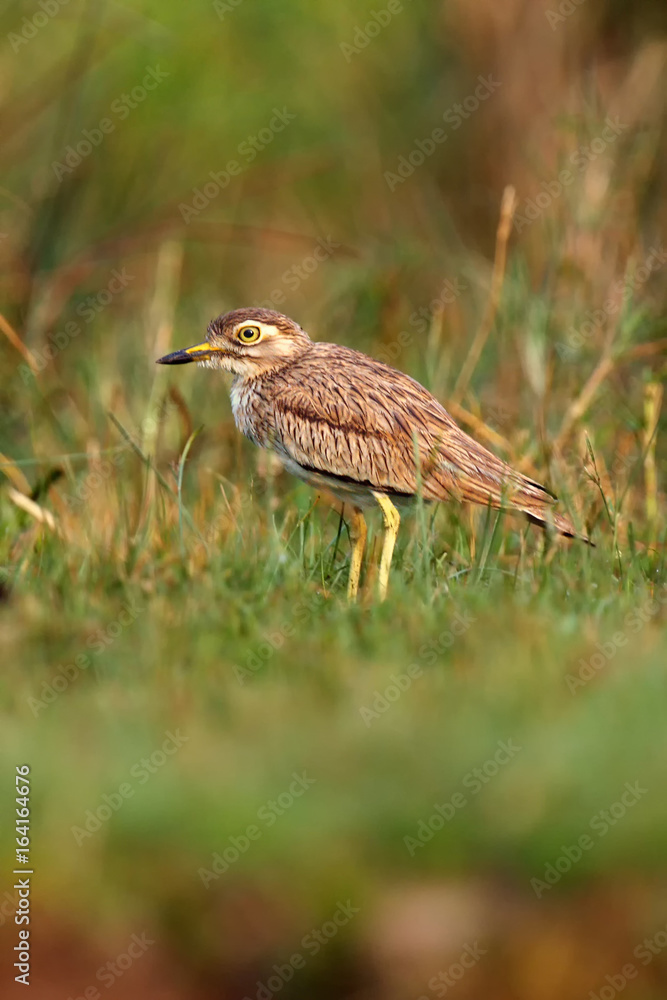 The Senegal thick-knee (Burhinus senegalensis) is a stone-curlew sitting in the grass The Senegal thick-knee (Burhinus senegalensis) is a stone-curlew sitting in the grass