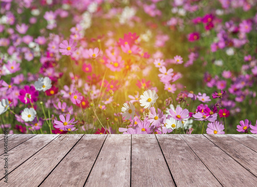 Empty perspective old wooden  balcony terrace floor with colorful cosmos flowers blooming in the field background