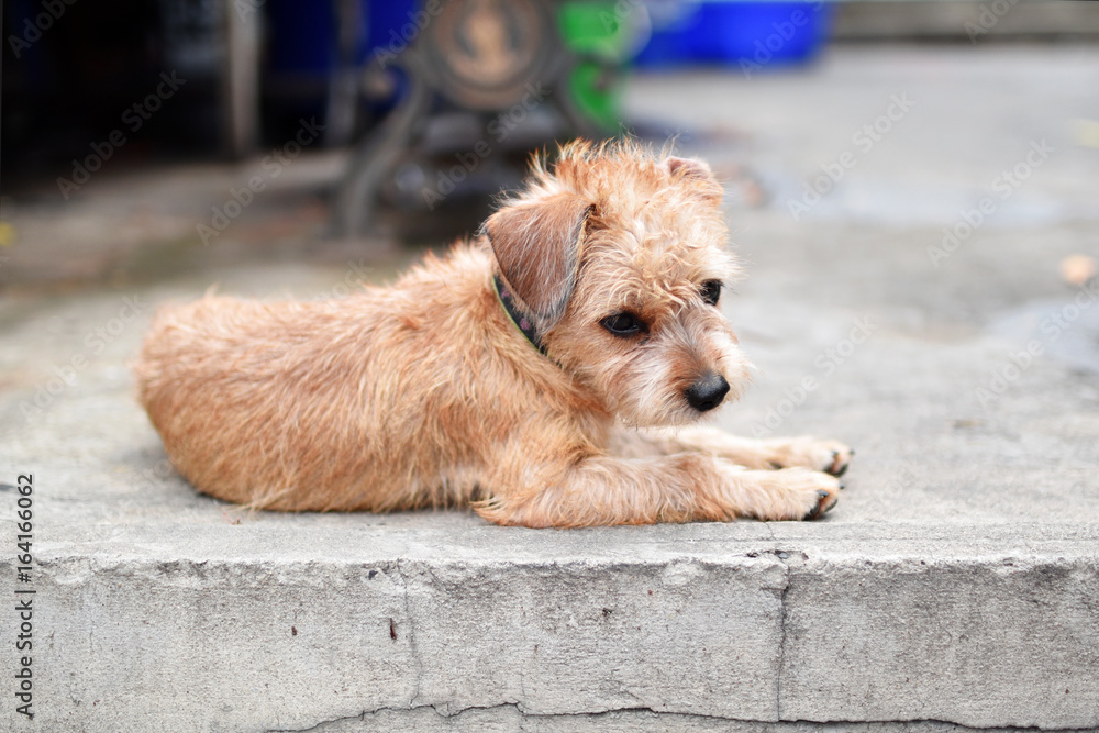 A dog is sitting on cement floor A dog is sitting on cement floor