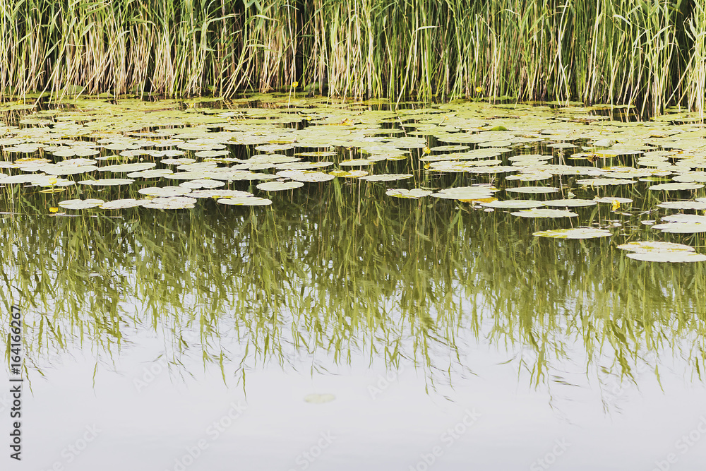 Fototapeta premium The beautiful yellow water lilies bloom on a lake