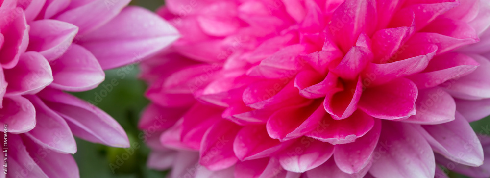 Macro shot of a pink dahlia.