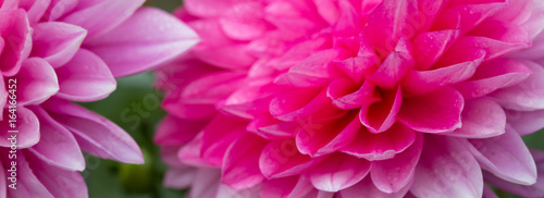 Macro shot of a pink dahlia.