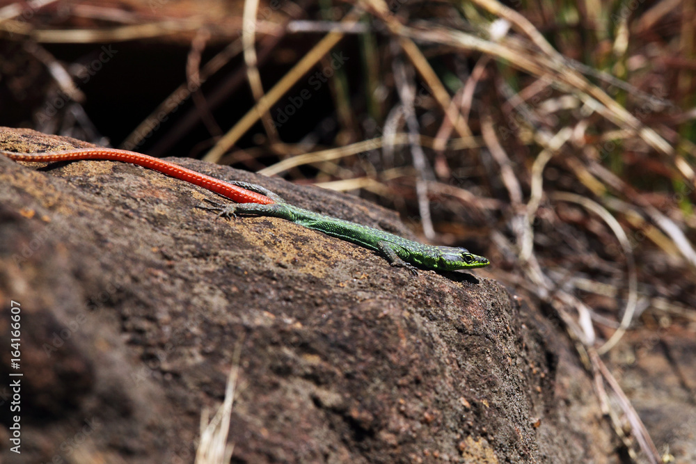 The Sekukhune flat lizard (Platysaurus orientalis) on the stone The Sekukhune flat lizard (Platysaurus orientalis) on the stone